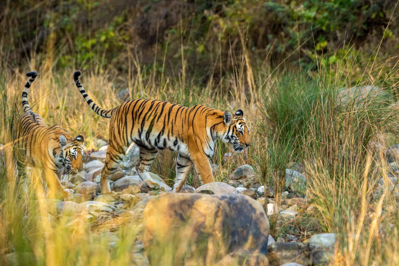Jim Corbett National Park Uttarakhand’s Wild Heart of Adventure.jpg