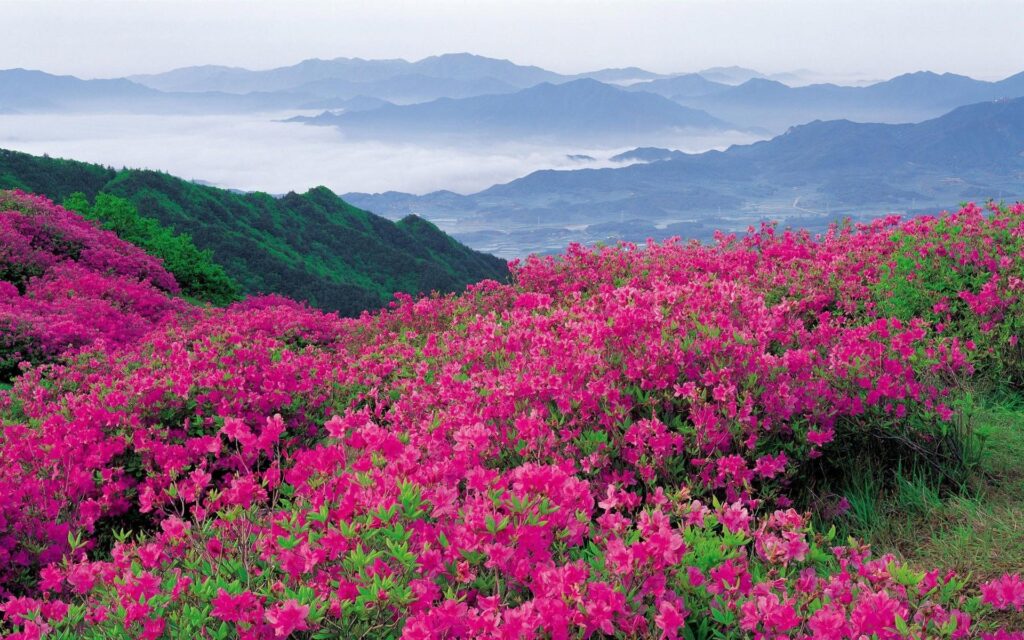 The Enchanting Valley of Flowers in Uttarakhand.... A Trekker’s Paradise