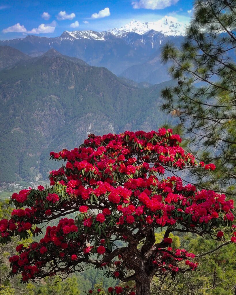 blooming of Buransh