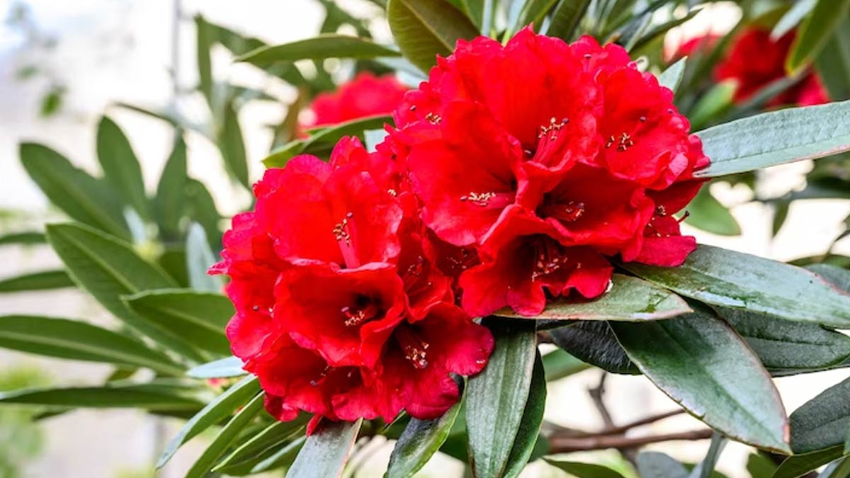 blooming of Buransh 