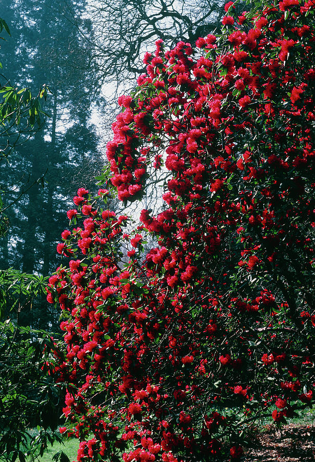 blooming of Buransh 