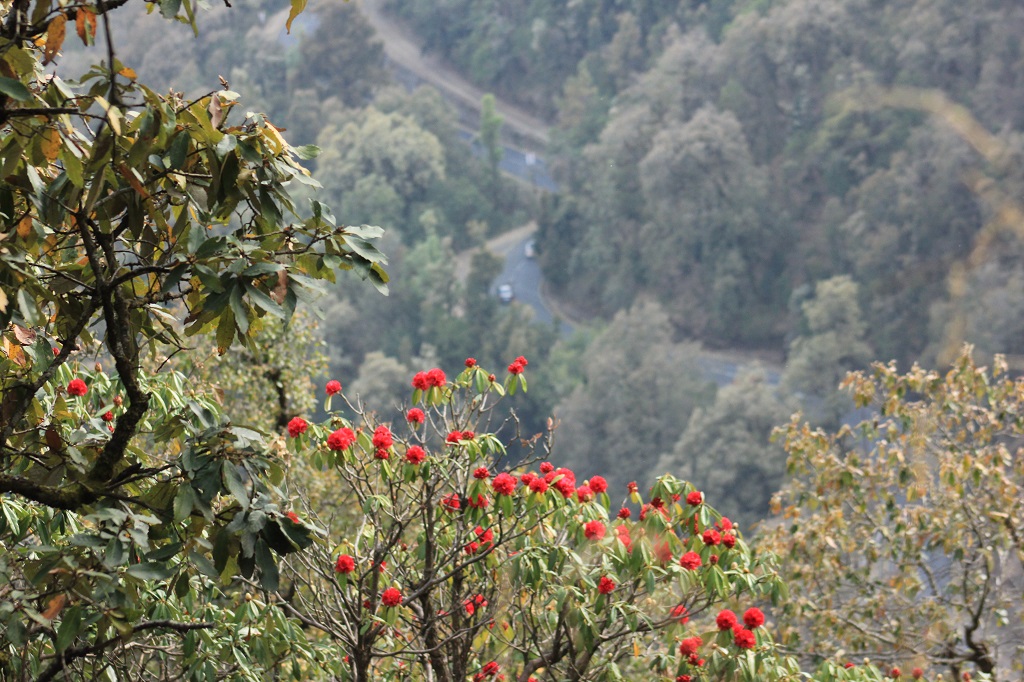 blooming of Buransh 